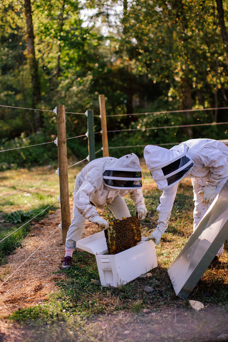 Beekeeping for Beginners: Essential Resources & Gear Breakdown