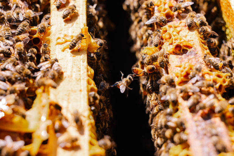 What do you do when your hive doesn't make it through winter?