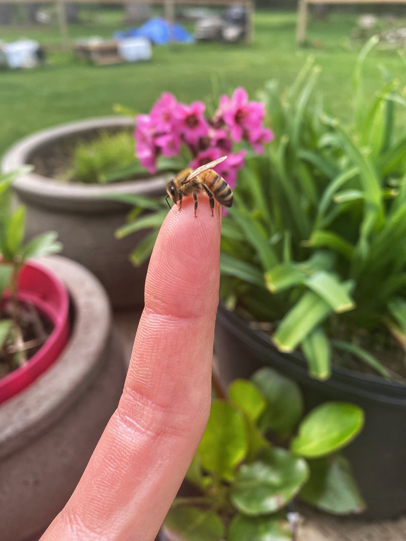 Winter Bees vs. Summer Bees: What’s the Difference?