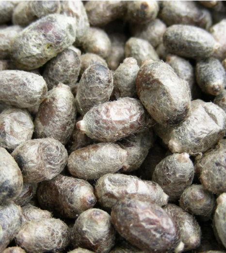 Mason Bee Cocoons