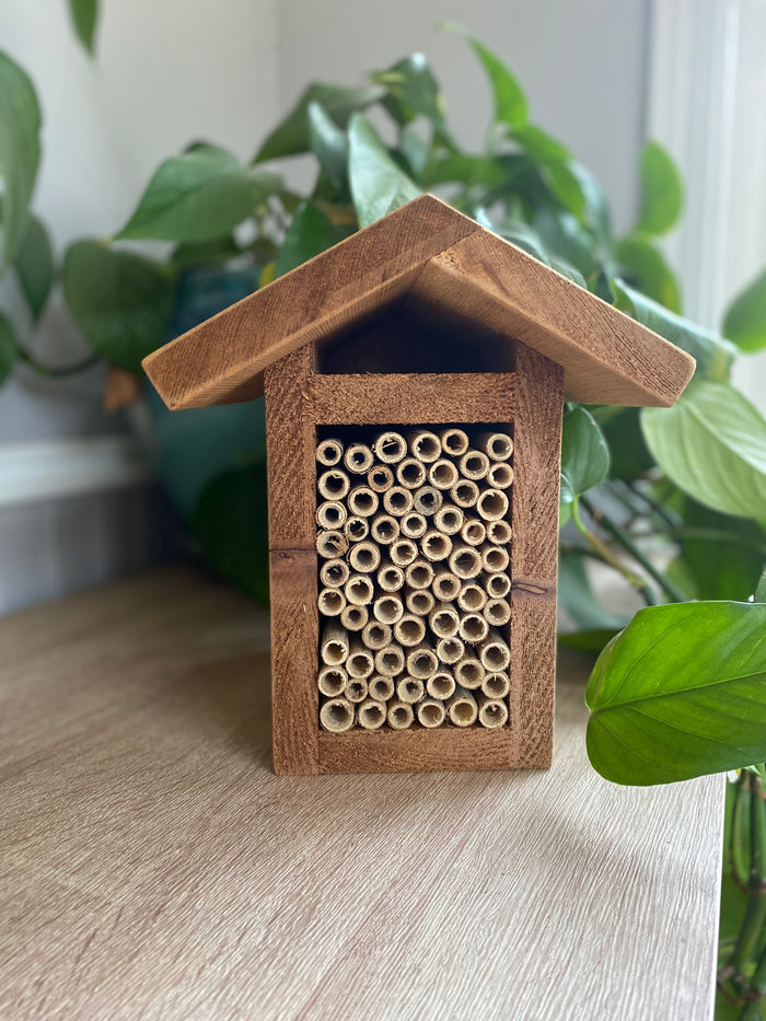 Mason Bee- Reedy Resort