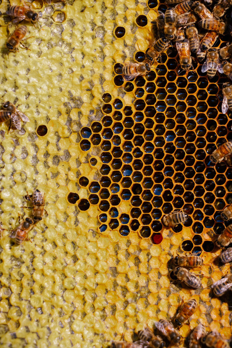 Honey- why buying from your local beekeeper matter?