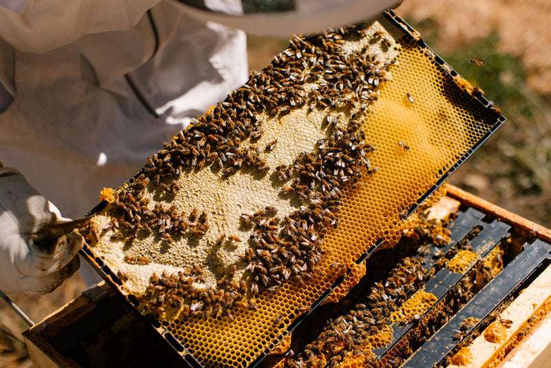 Winter Prep: Why it’s important to prepare your bees for winter by the end of summer/early fall