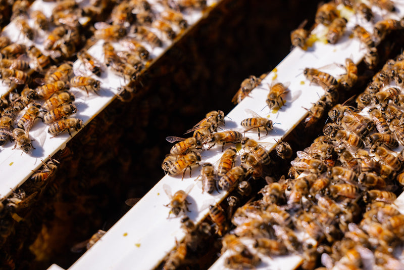 Managing Queenless Colonies in Summer