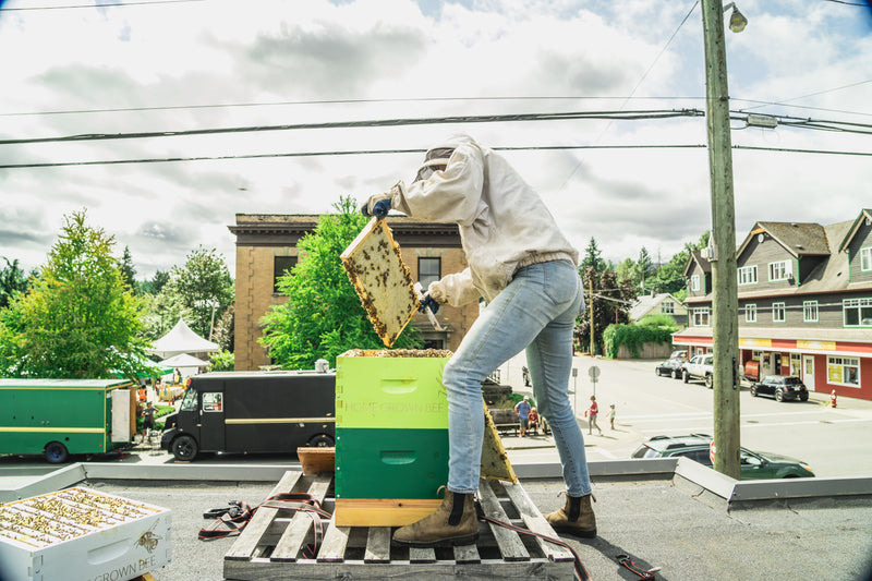 A Routine Hive Inspection: How to inspect for a healthy colony