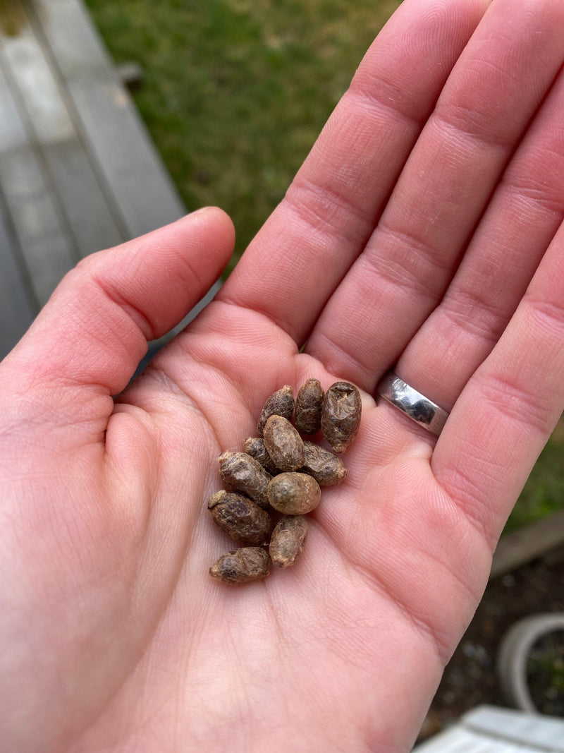 Mason Bee Management: Why it's important to take care of our mason bee cocoons