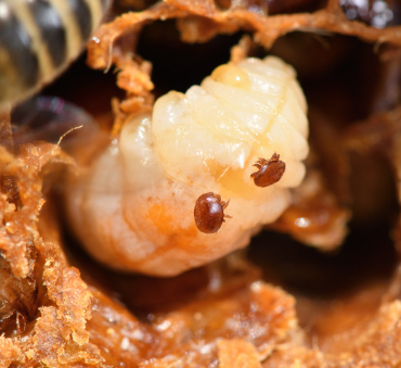 Varroa Mite & the Sugar Shake Method