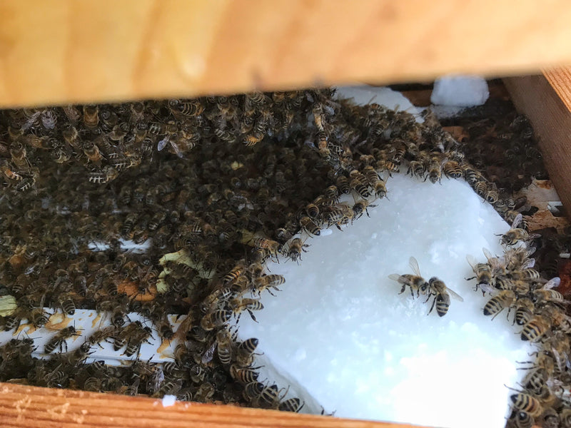 Hibernation: A peek inside our wintering hives
