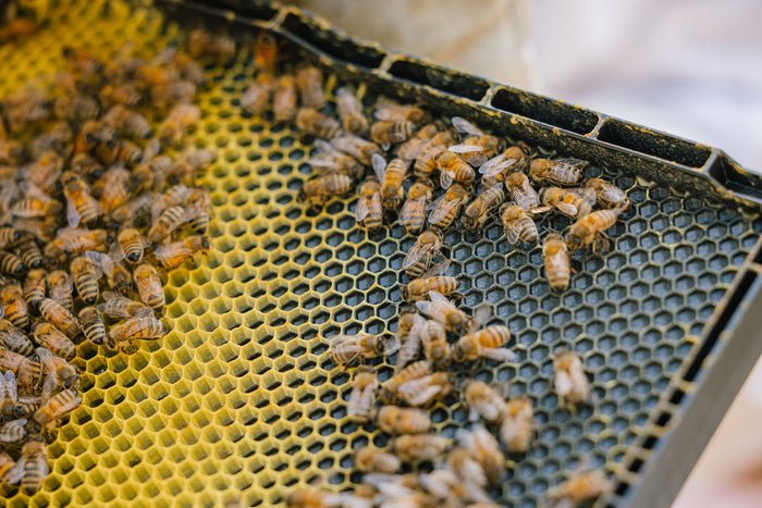 Honeybees making beeswax on Vancouver Island.