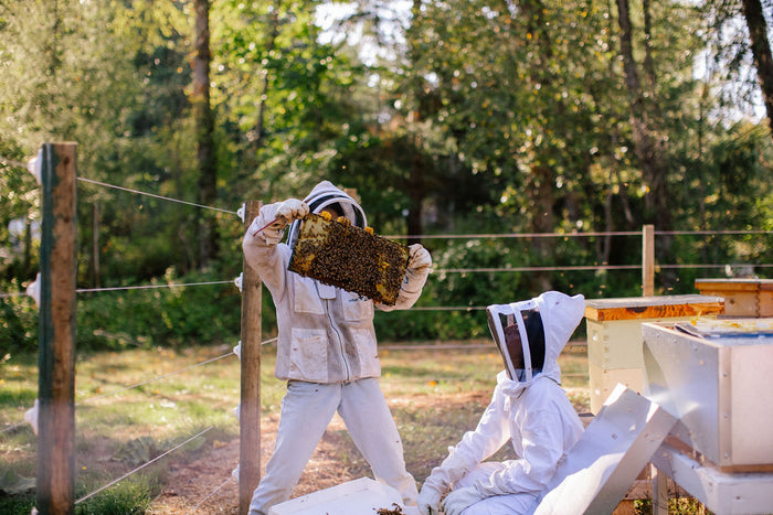 Intro to Beekeeping Course: From Curiosity to Confidence