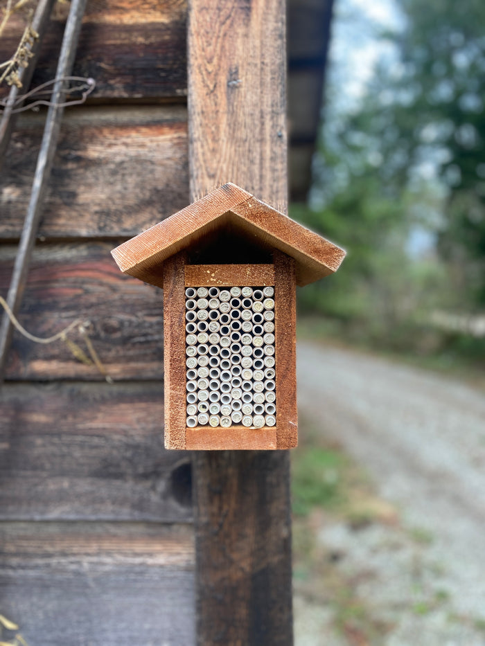 Mason Bee- Cocoon Harvest Workshop