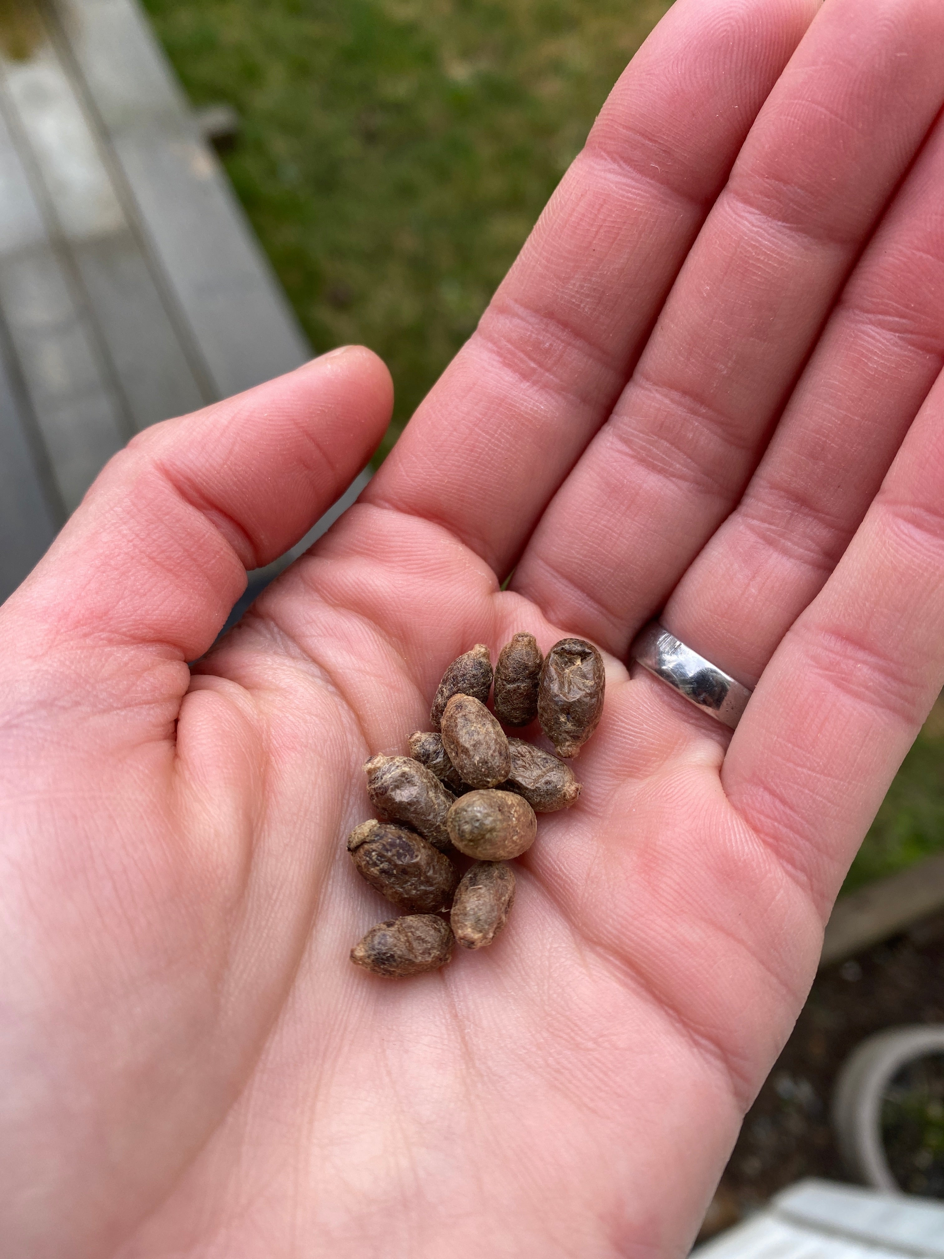 Mason Bee Workshop – Home Grown Bee | Vancouver Island Beekeeping