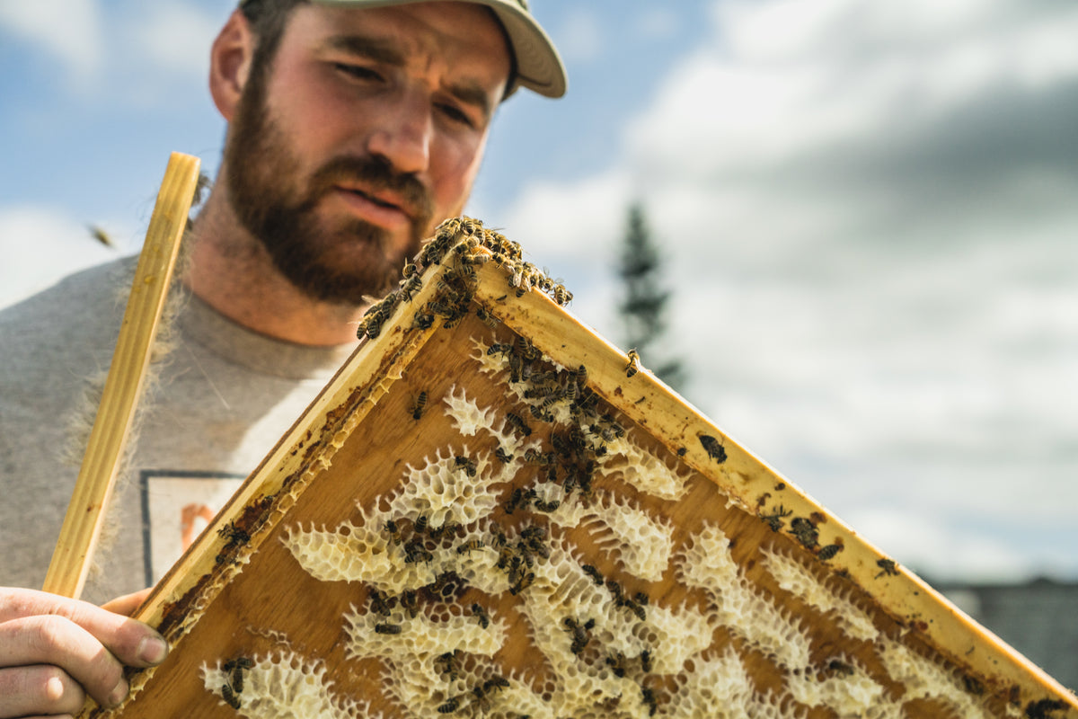 Hive Inspection 101- April 27th 1pm