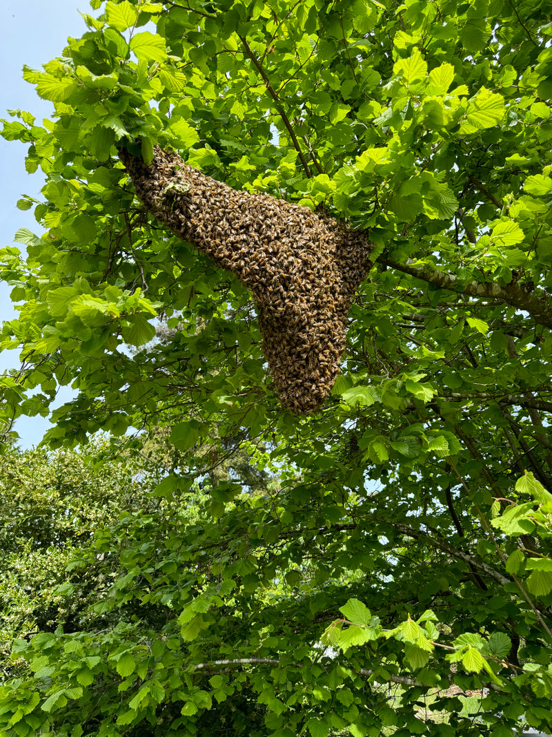 Beehive on a tree